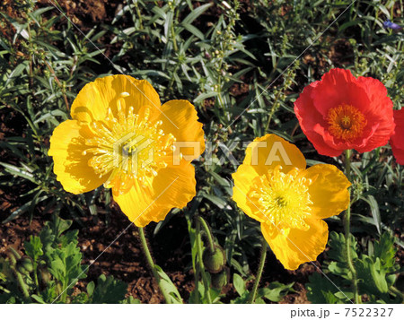 ヒナゲシ／あしかがフラワーパーク 7522327