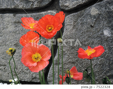 ヒナゲシ／五反田 7522328
