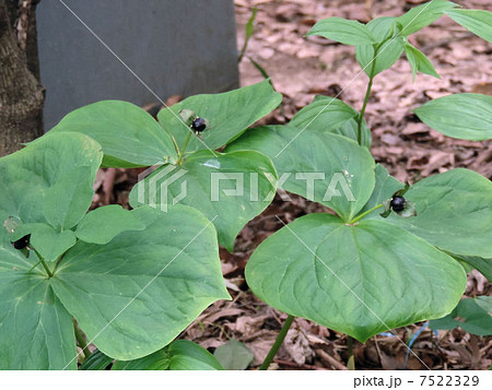 エンレイソウ／箱根ヶ崎 7522329