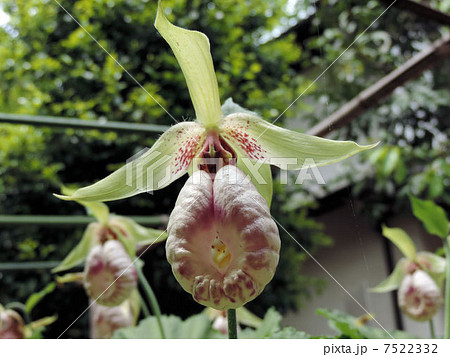 クマガイソウ／箱根ヶ崎 7522332