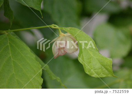 ナツロウバイ 夏蝋梅 Sinocalycanthus chinensis Chinese sweet ナツロウバイ 夏蝋梅 Sinocalycanthus chinensis Chinese sweet 7522559