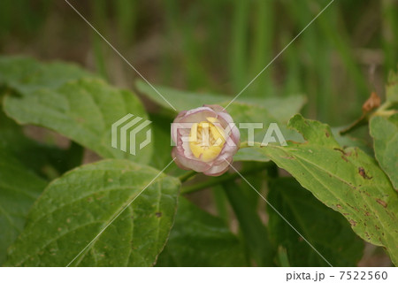 ナツロウバイ 夏蝋梅 Sinocalycanthus chinensis Chinese sweet ナツロウバイ 夏蝋梅 Sinocalycanthus chinensis Chinese sweet 7522560