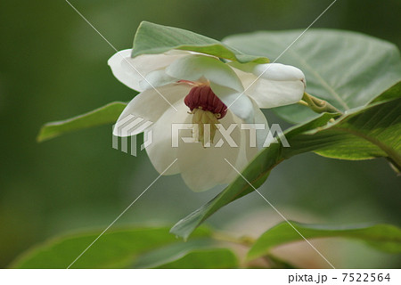 オオヤマレンゲ 大山蓮華 ミヤマレンゲ Magnolia sieboldii ssp.j オオヤマレンゲ 大山蓮華 ミヤマレンゲ Magnolia sieboldii ssp.j 7522564
