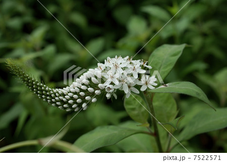 オカトラノオ　丘虎の尾　岡虎の尾　Lysimachia clethroides  7522571