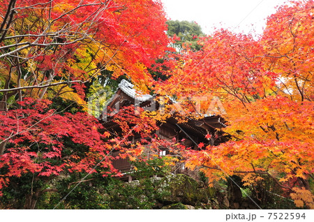 京都　勝持寺の秋 7522594