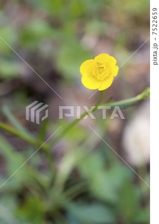 ウマノアシガタ 7522659