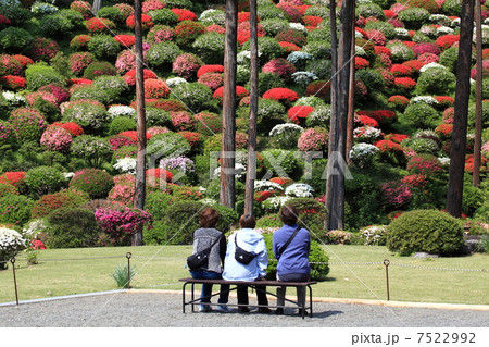 薬王寺ツツジ 7522992