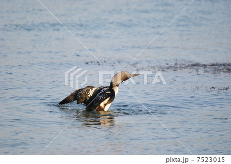 シロエリオオハム 7523015