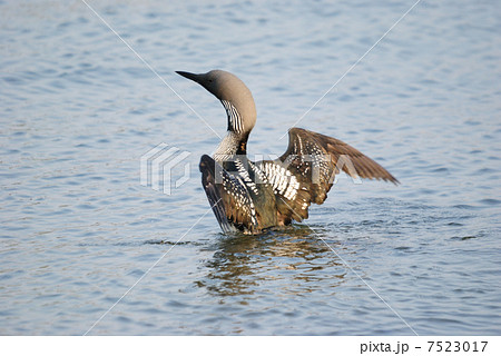 シロエリオオハム 7523017