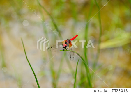ハッチョウトンボ 7523018