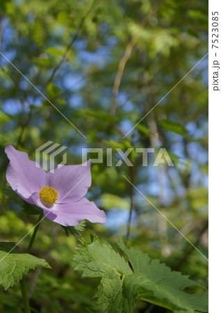 お日様を浴びるシラネアオイ お日様を浴びるシラネアオイ 7523085