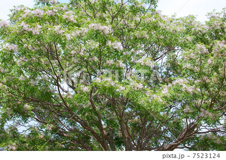 初夏のセンダンの花(栴檀) 7523124