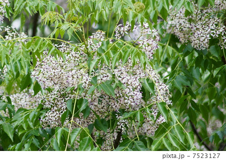 初夏のセンダンの花(栴檀) 初夏のセンダンの花(栴檀) 7523127
