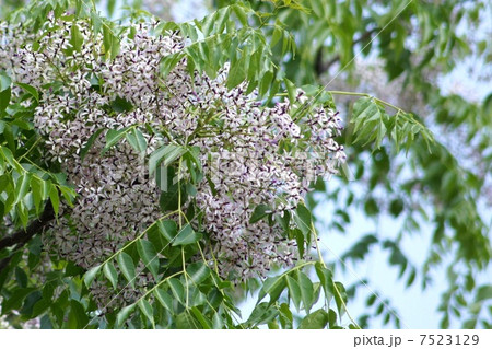 初夏のセンダンの花(栴檀) 初夏のセンダンの花(栴檀) 7523129