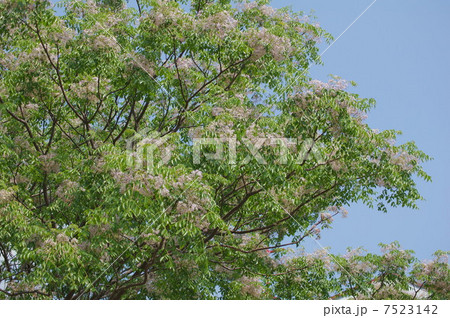 初夏のセンダンの花(栴檀) 7523142