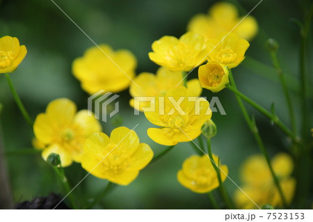 キンポウゲ 7523153