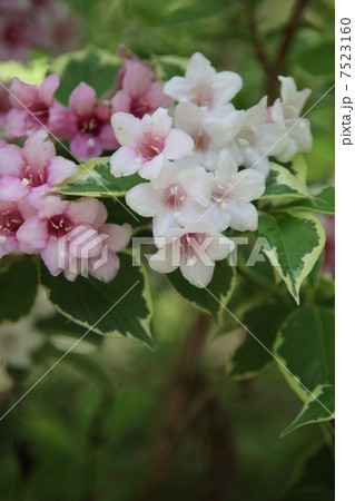 オオベニウツギ オオベニウツギ 7523160