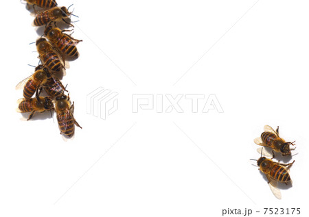 ニホンミツバチ 7523175