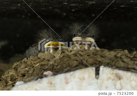 燕の赤ちゃん 7523200