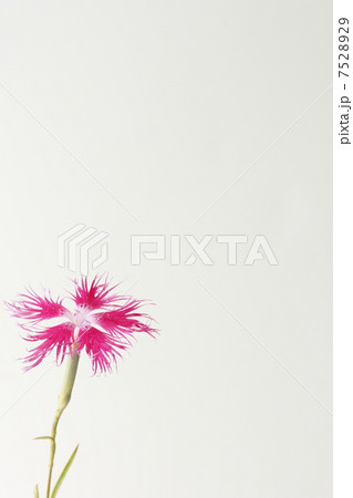 カワラナデシコ 7528929