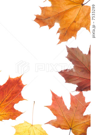 autumn leaves autumn leaves 7533299