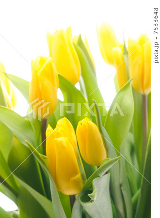 Tulips 7533648
