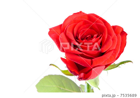 Red rose 7535689