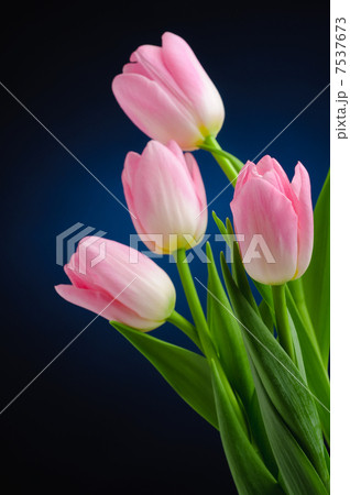 Pink tulips. 7537673
