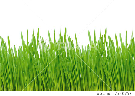 Green grass 7540758