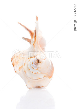 Seashell Seashell 7542763