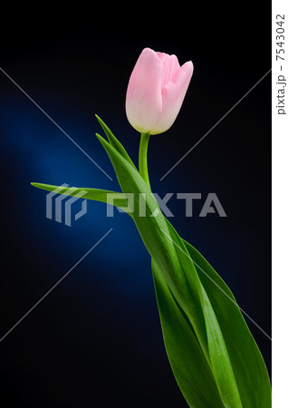 Tulip 7543042