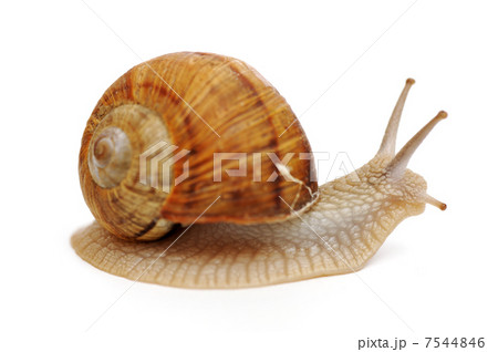 Snail 7544846