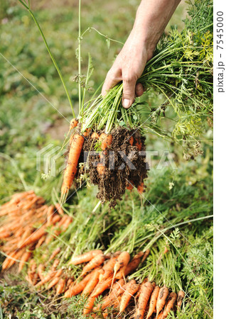 Collecting harvest in autumn: orange carrot from the ground Collecting harvest in autumn: orange carrot from the ground 7545000