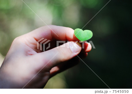 Heart shaped plant in the male hand 7545050