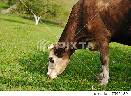 Cow eating grass 7545189