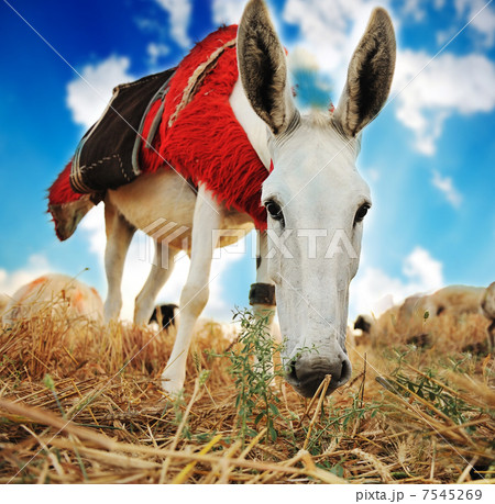 Donkey 7545269