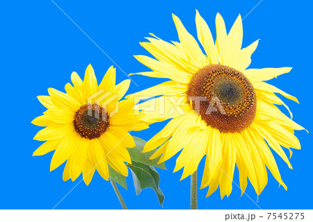 Beautiful yellow flower, colorful sunflower 7545275