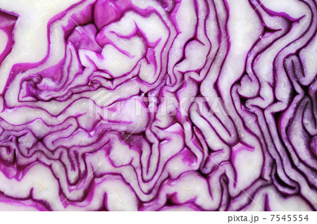 Cabbage vegetable background, closeup 7545554