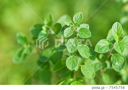 oregano 7545756