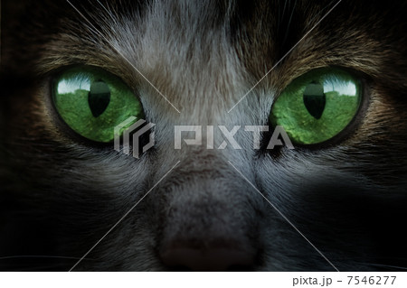 eyes 7546277