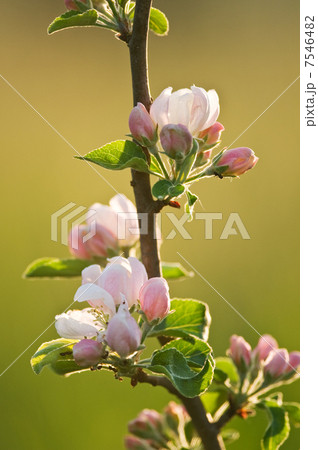 apple 7546482