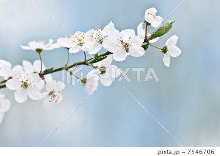 cherry 7546706