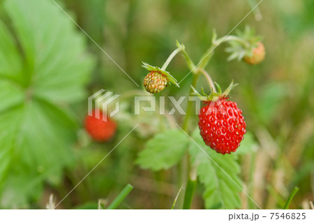 strawberry 7546825