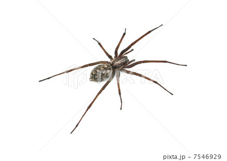 spider 7546929