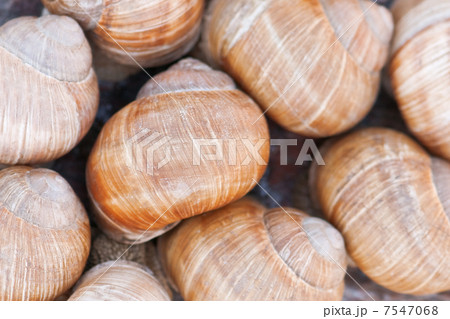 snail 7547068