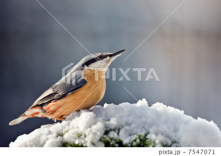 nuthatch 7547071