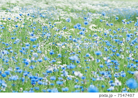 cornflower 7547407