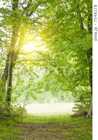 forest 7548178