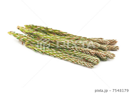 pine 7548179