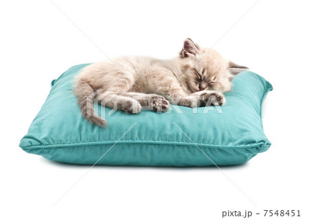 kitten kitten 7548451